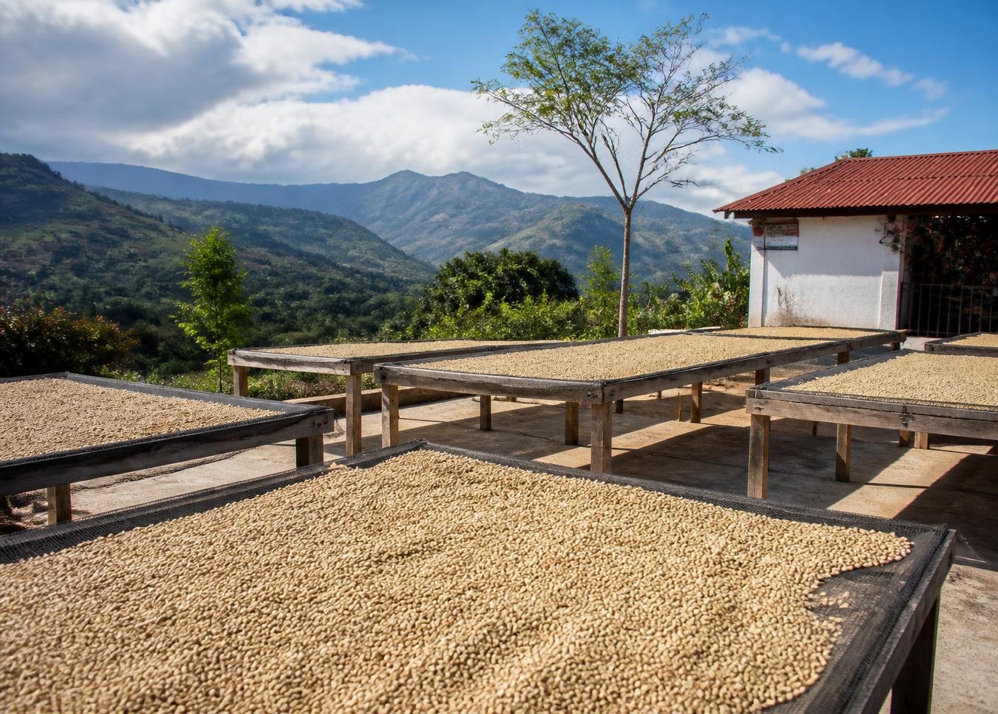 Coffee drying in the sun