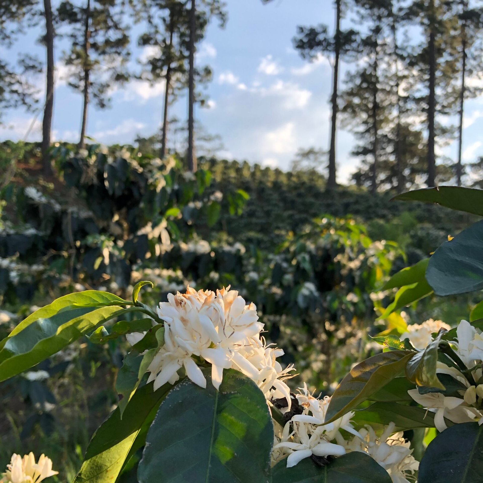 White coffee blossoms blooming on the farm