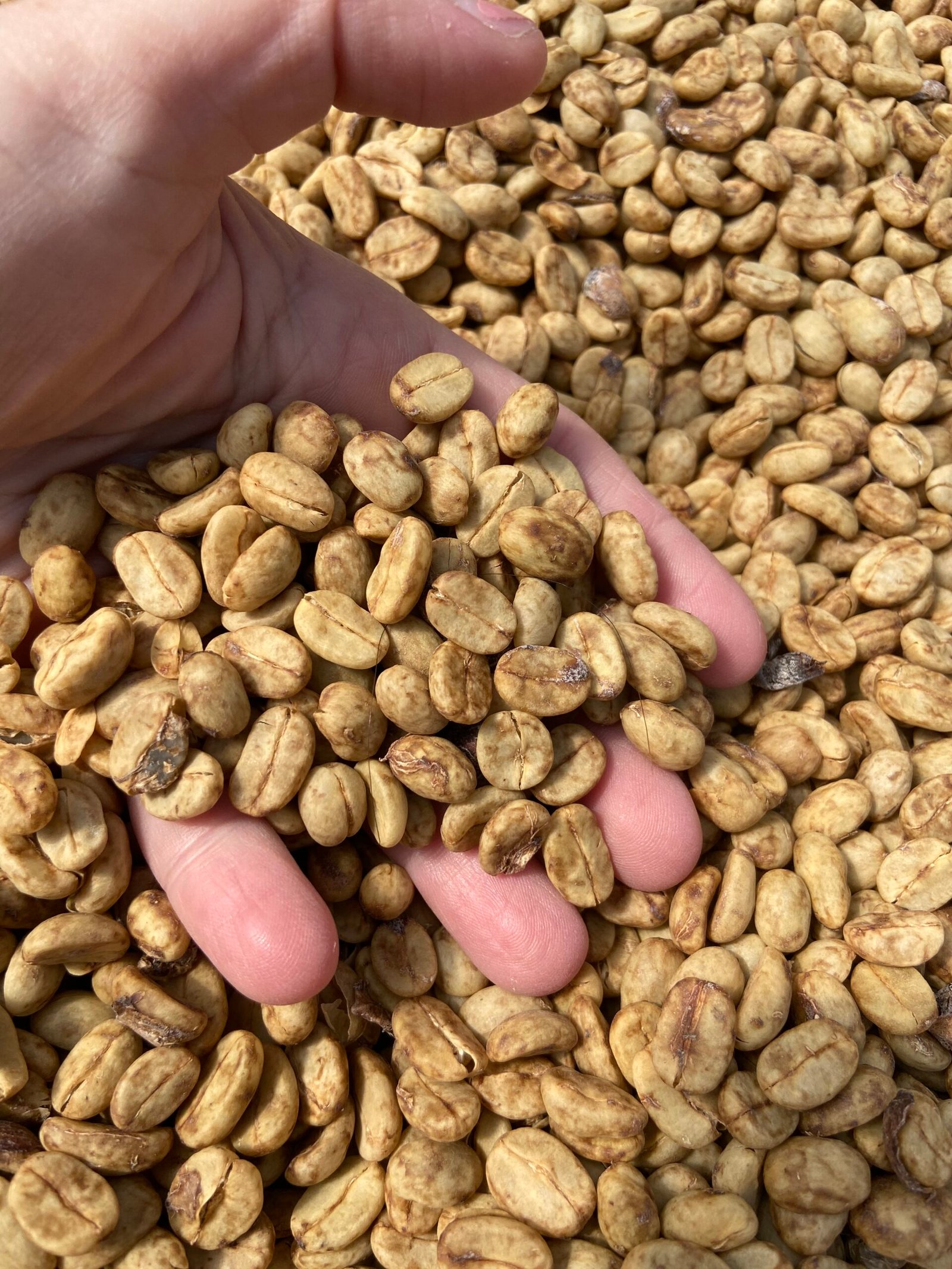 Coffee drying in solar dryers
